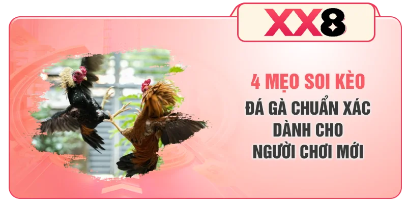 4 Mẹo Soi Kèo Đá Gà Chuẩn Xác Dành Cho Người Chơi Mới