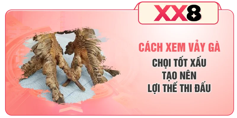 Cách Xem Vảy Gà Chọi Tốt Xấu Tạo Nên Lợi Thế Thi Đấu