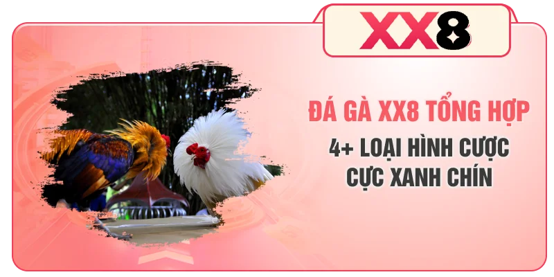 Đá Gà XX8 - Tổng Hợp 4+ Loại Hình Cược Cực Xanh Chín