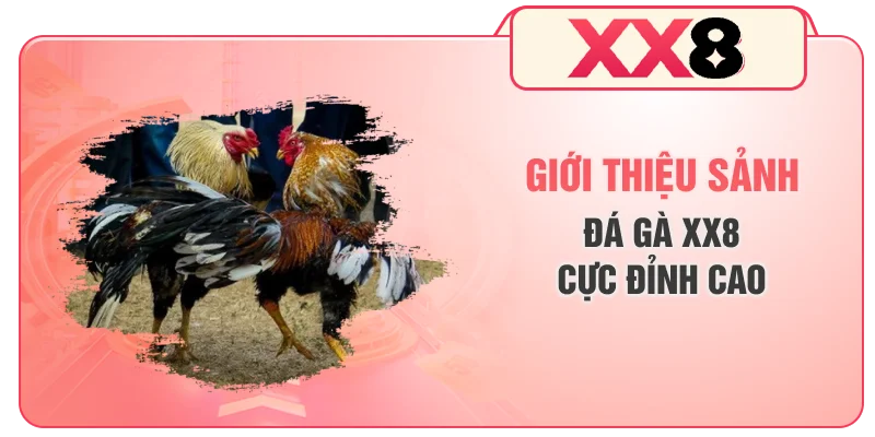 Giới thiệu sảnh đá gà XX8 cực đỉnh cao